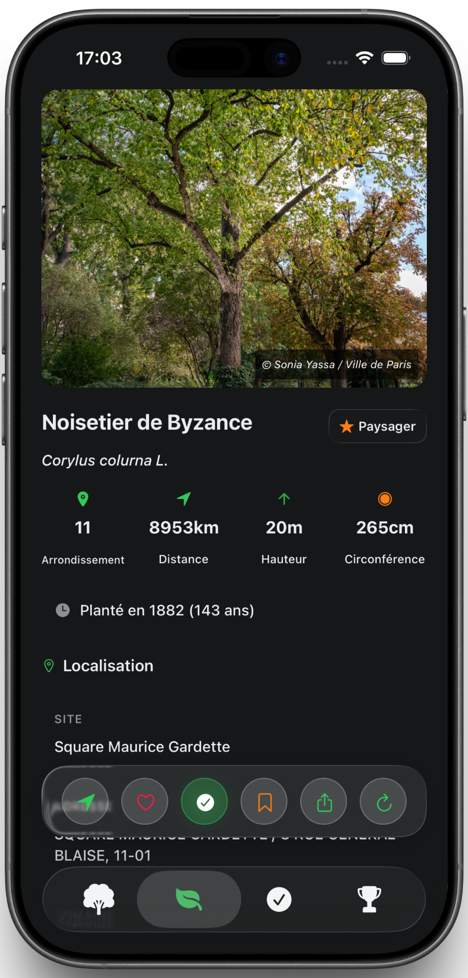 Fiche détaillée d'un arbre remarquable